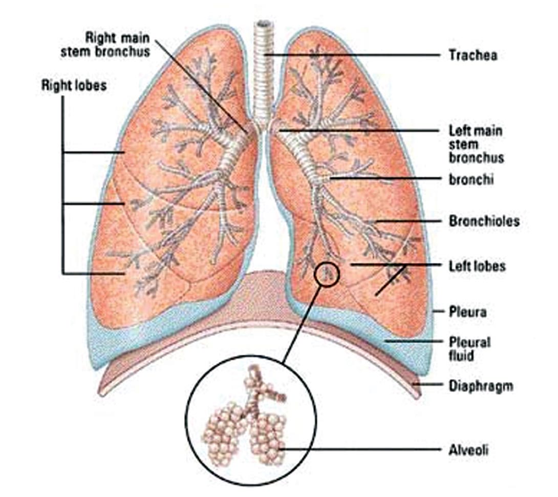 Acute Lung Injury and Acute Respiratory Distress Syndrome: A Review Article