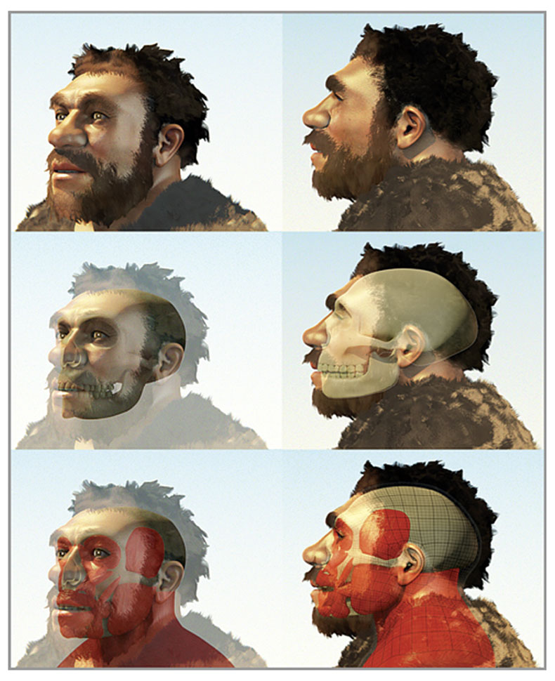 Forensic reconstruction of an Homo neanderthalensis