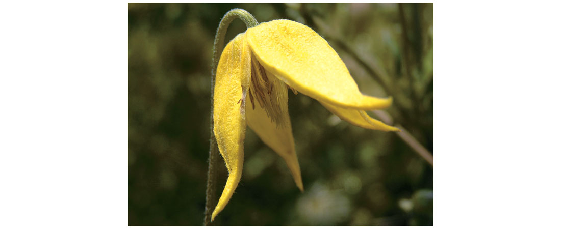 Yellow Clematis