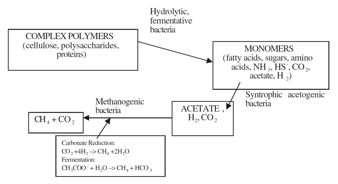 methanogenesis