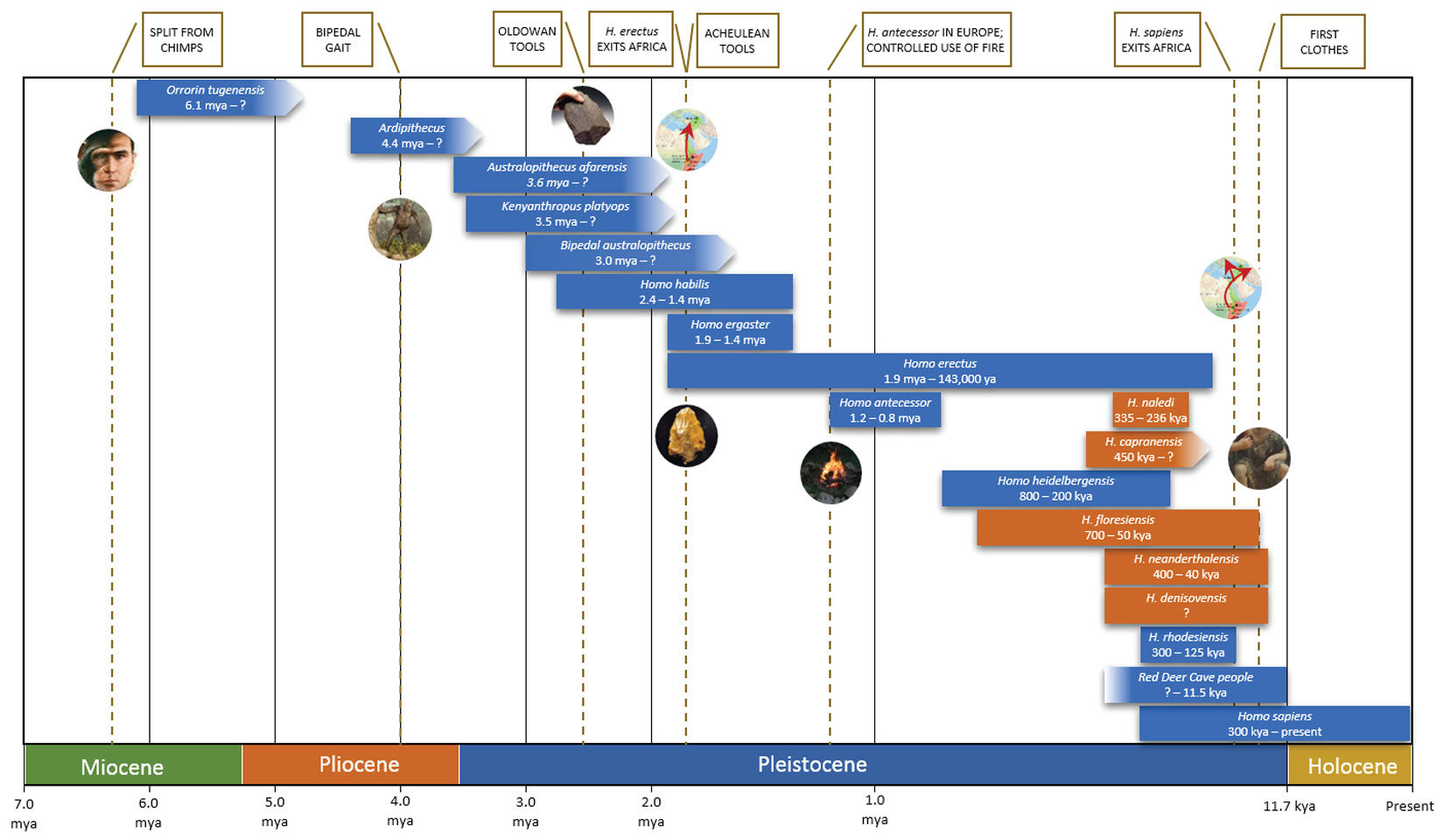 homo sapiens neanderthalensis timeline