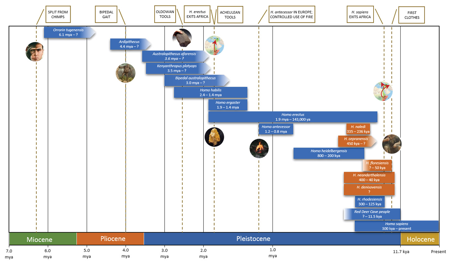 homo sapiens neanderthalensis timeline