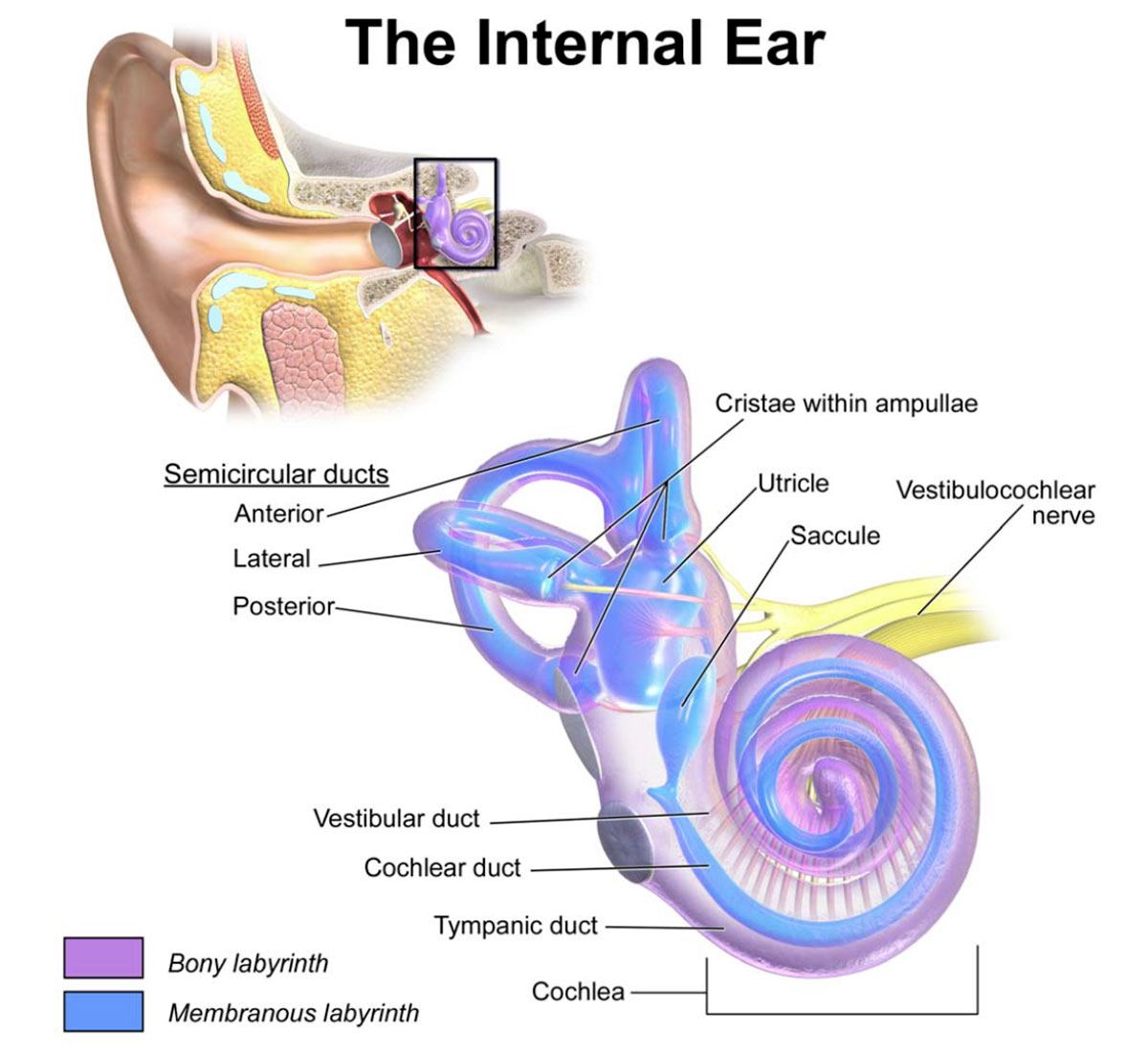 Внутреннее ухо полукружные каналы