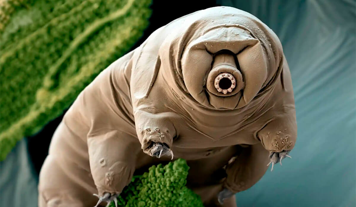 Bad Tardigrade | Tardigrade, Biology art, Cute drawings